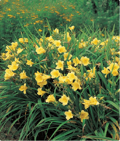 Daylily 'Fragrant Returns'