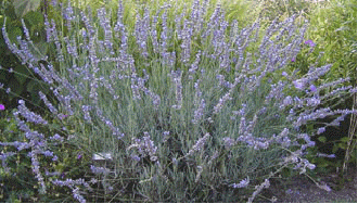 Lavender x intermedia 'Fred Boutin' - a cross between French and English lavender