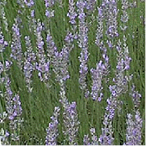 Lavender x intermedia 'Fred Boutin' - a cross between English and French lavender