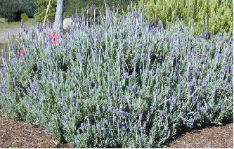 French Lavender