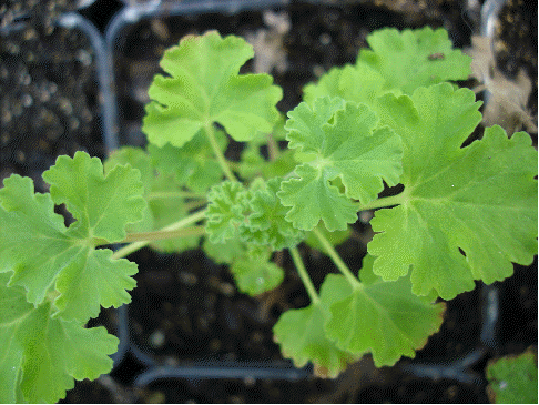 French Vanilla Scented Geranium