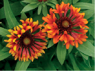 Gaillardia 'Frenzy'