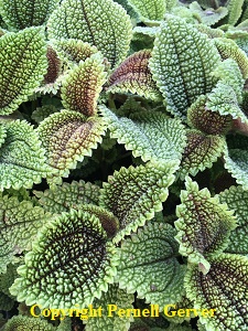Friendship Plant