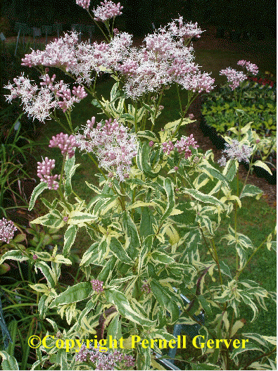 Variegated Joe Pye Weed (Eupatorium 'Frosted Elegance')