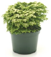 Frosty Fern