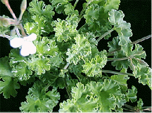 Fruity Scented Geranium, Pelargonium x fragrans 'Fruity'