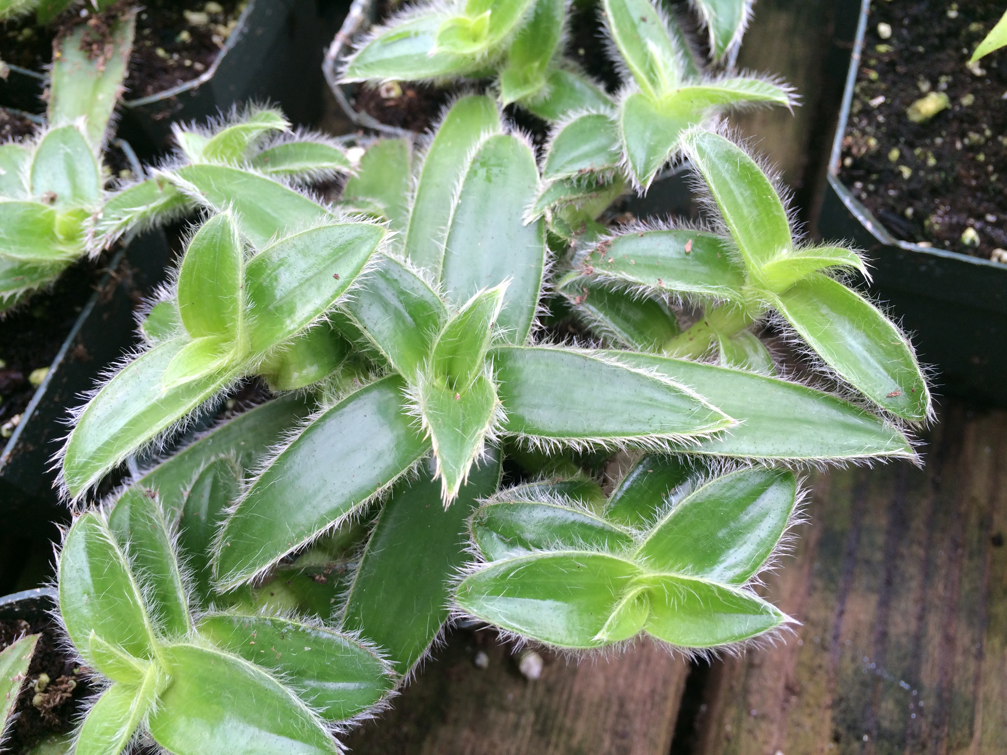 Furry Kitten Plant (Cyanotis somaliensis, also Tradescantia somaliensis)