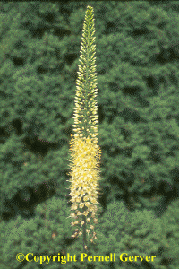 Foxtail lily