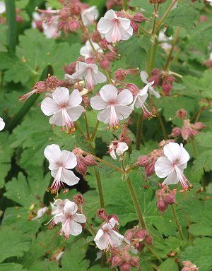 Geranium macrorrhizum 'Ingwersen's Variety'