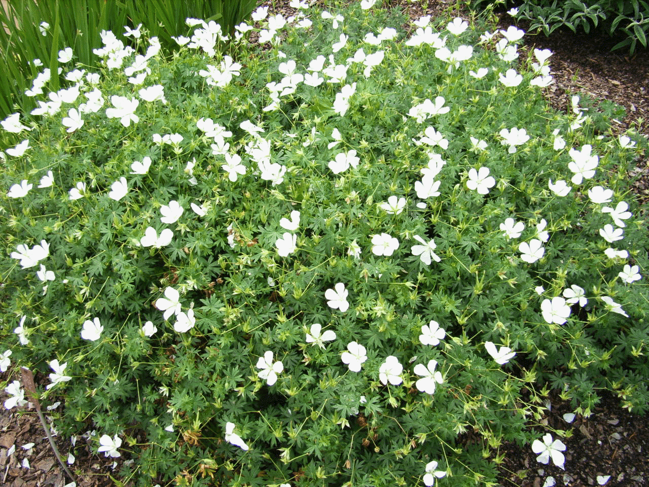 Geranium sanguineum 'Album'