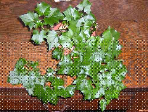 German Ivy