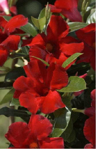Mandevilla Sun Parasol 'Giant Crimson'