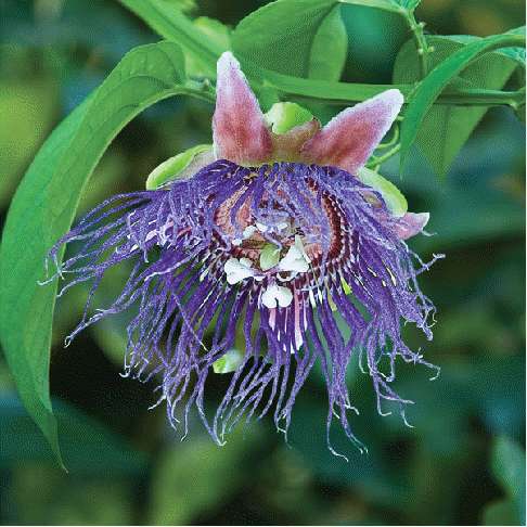 Passion Flower 'Giant Granedilla'