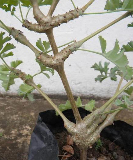 Pelargonium gibbosum