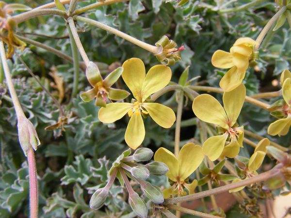 Pelargonium gibbosum flowers