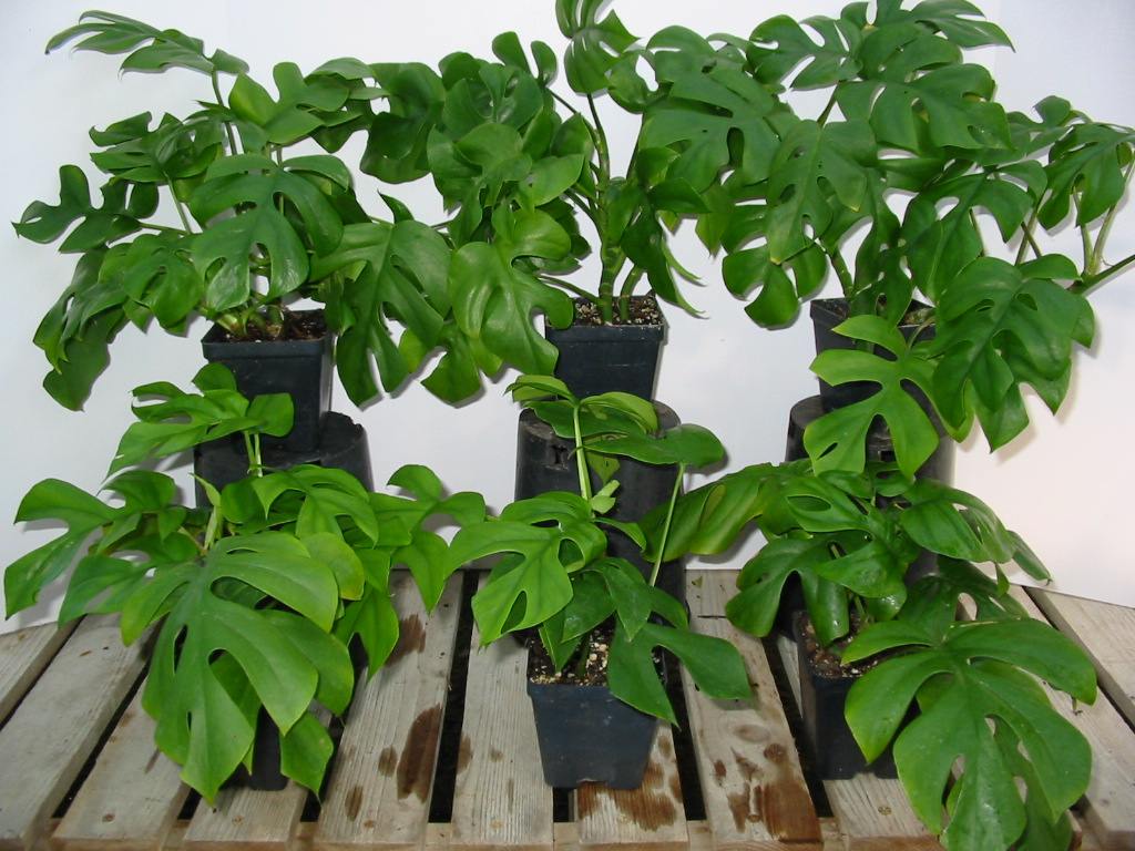 Mini Split Leaf Philodendron (Philodendron 'Ginny')