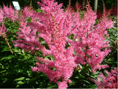 Astilbe 'Gloria Purpurea'