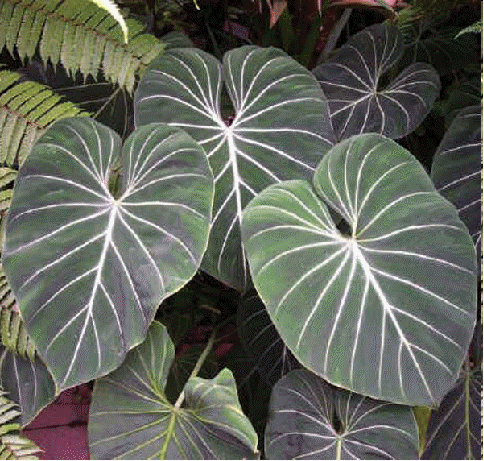Philodendron 'Gloriosum'