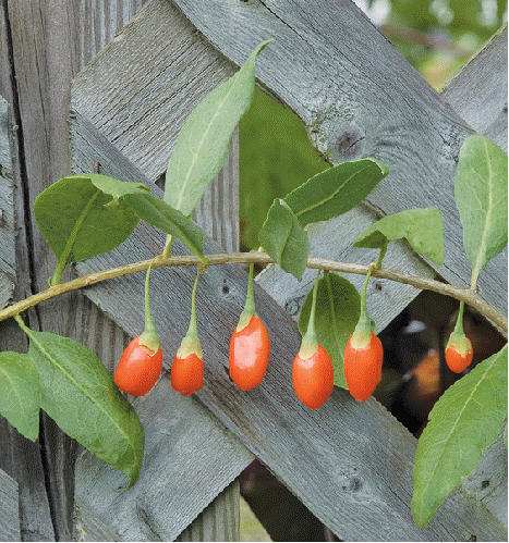 Goji Berry (Lycium barbarum 'Crimson Star')