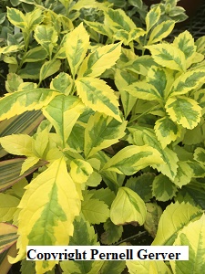 Duranta Golden Edge