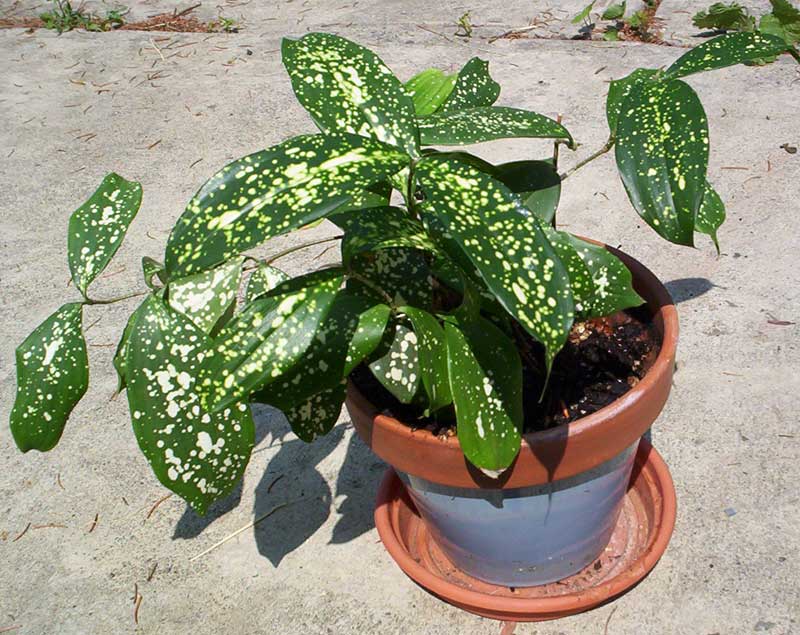 Gold Dust Dracaena