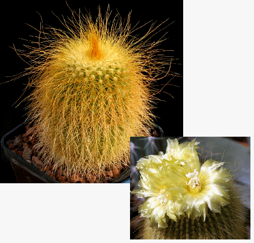 Golden Ball Cactus, Notocactus leninghausii