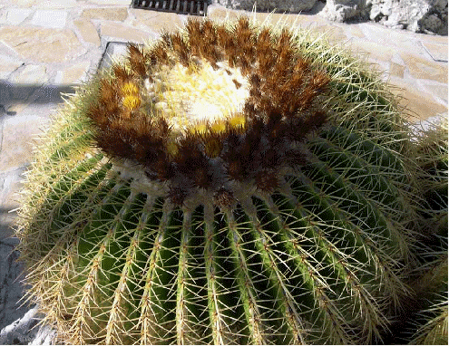 Golden Barrel Cactus