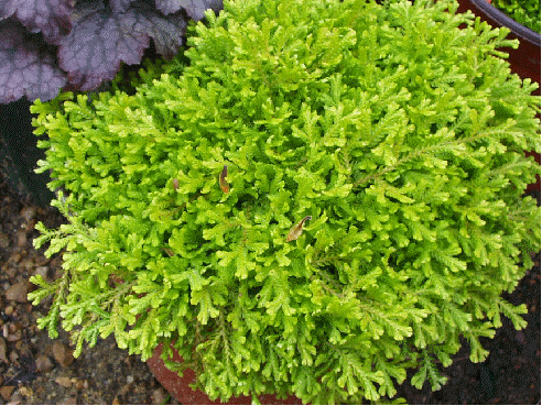 Golden Club Moss