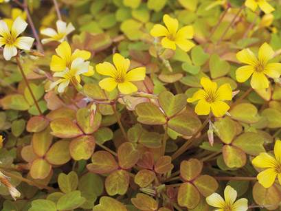 Golden Oxalis