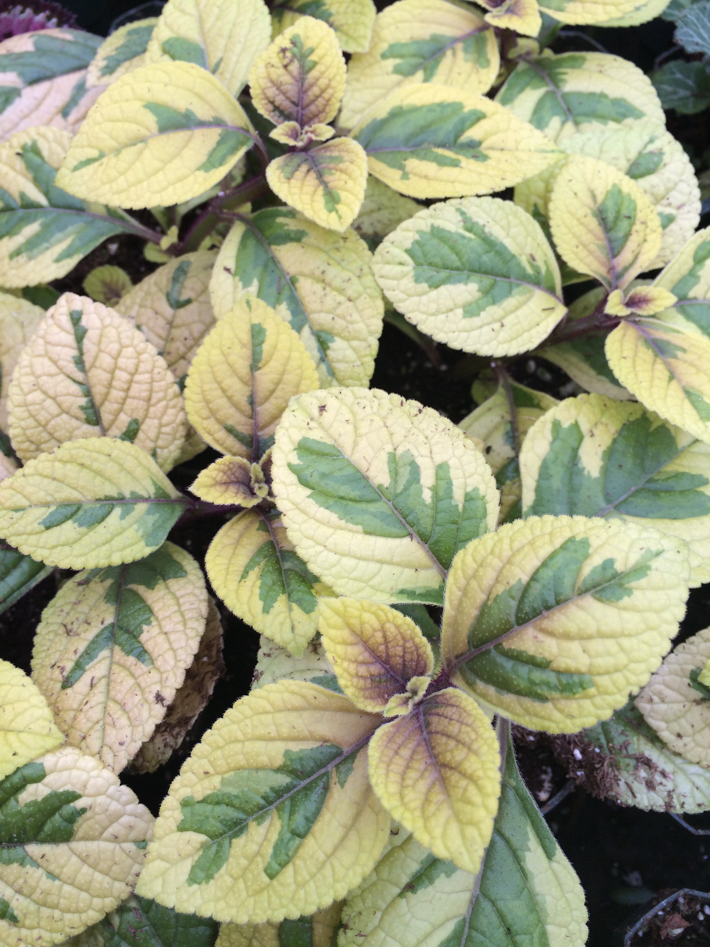 Golden Swedish Ivy (Plectranthus 'Troy's Gold')