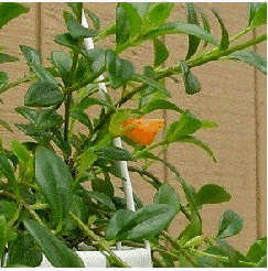 Goldfish plant