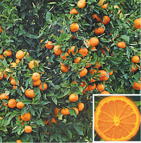 Mandarin Orange 'Gold Nugget (Citrus reticulata 'Gold Nugget')