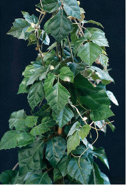 Grape Ivy