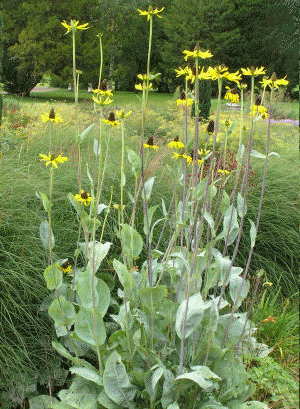 Great Coneflower