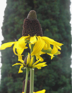 Great Coneflower