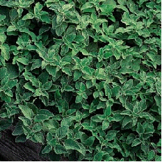 Greek Oregano