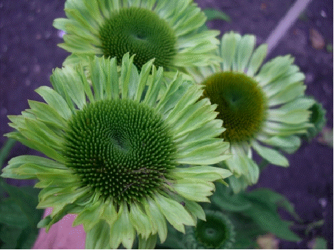 Echinacea 'Green Jewel'