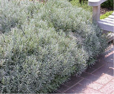 Lavender x intermdia 'Grosso' - this is an extremely fragrant cross between English and French lavender