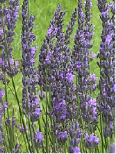 Lavender x intermedia 'Grosso' - this is an extremely-fragrant cross between English and French lavender