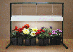Table-top grow light for germinating seedlings, rooting cuttings, and growing house plants