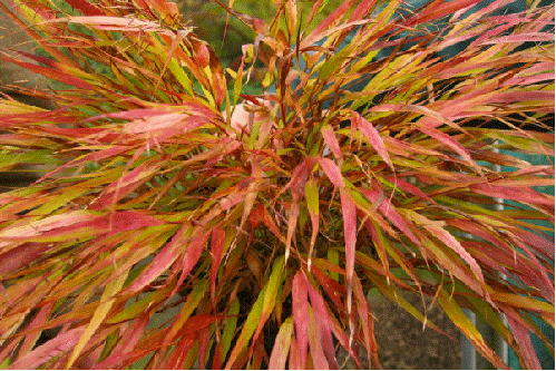 Hakonechloa 'Nicolas'