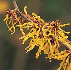 Witchh Hazel 'Arnold Promise'