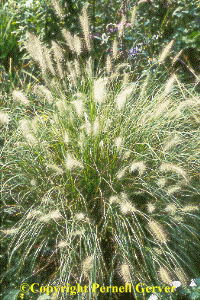 Dwarf fountain grass 'Hameln'