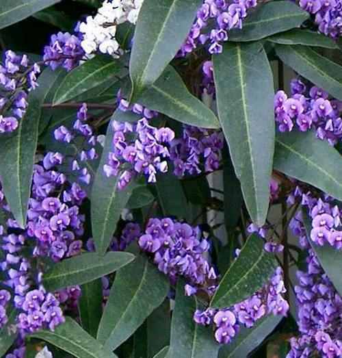 Hardenbergia violacea