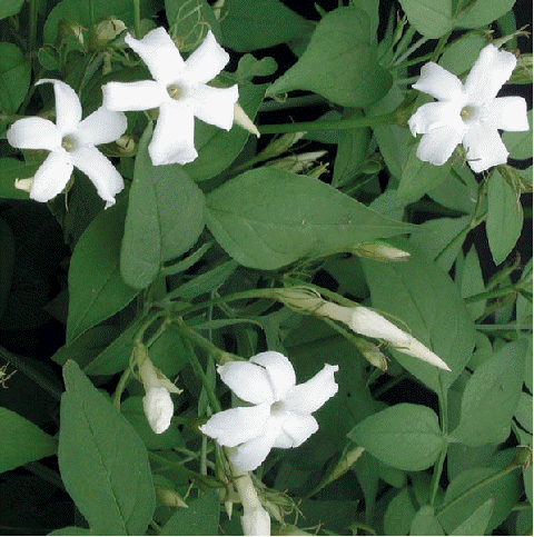 Hardy jasmine