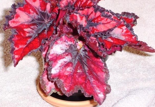 Begonia 'Harmony's Red Robin'