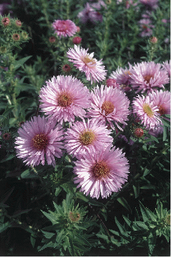 New England aster 'Harrington's Pink'