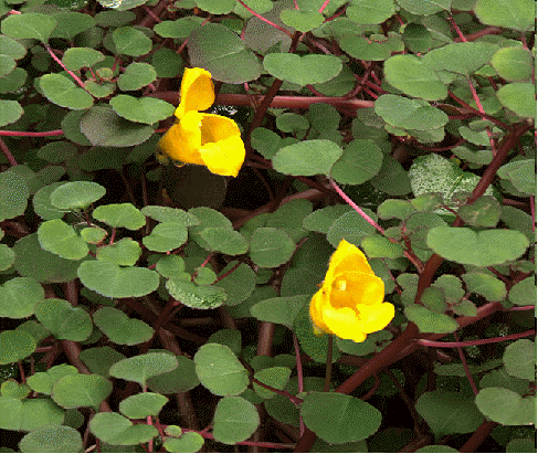 Hawaiian Impatiens, also called Yellow impatiens, Impatiens repens