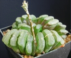 Haworthia truncata