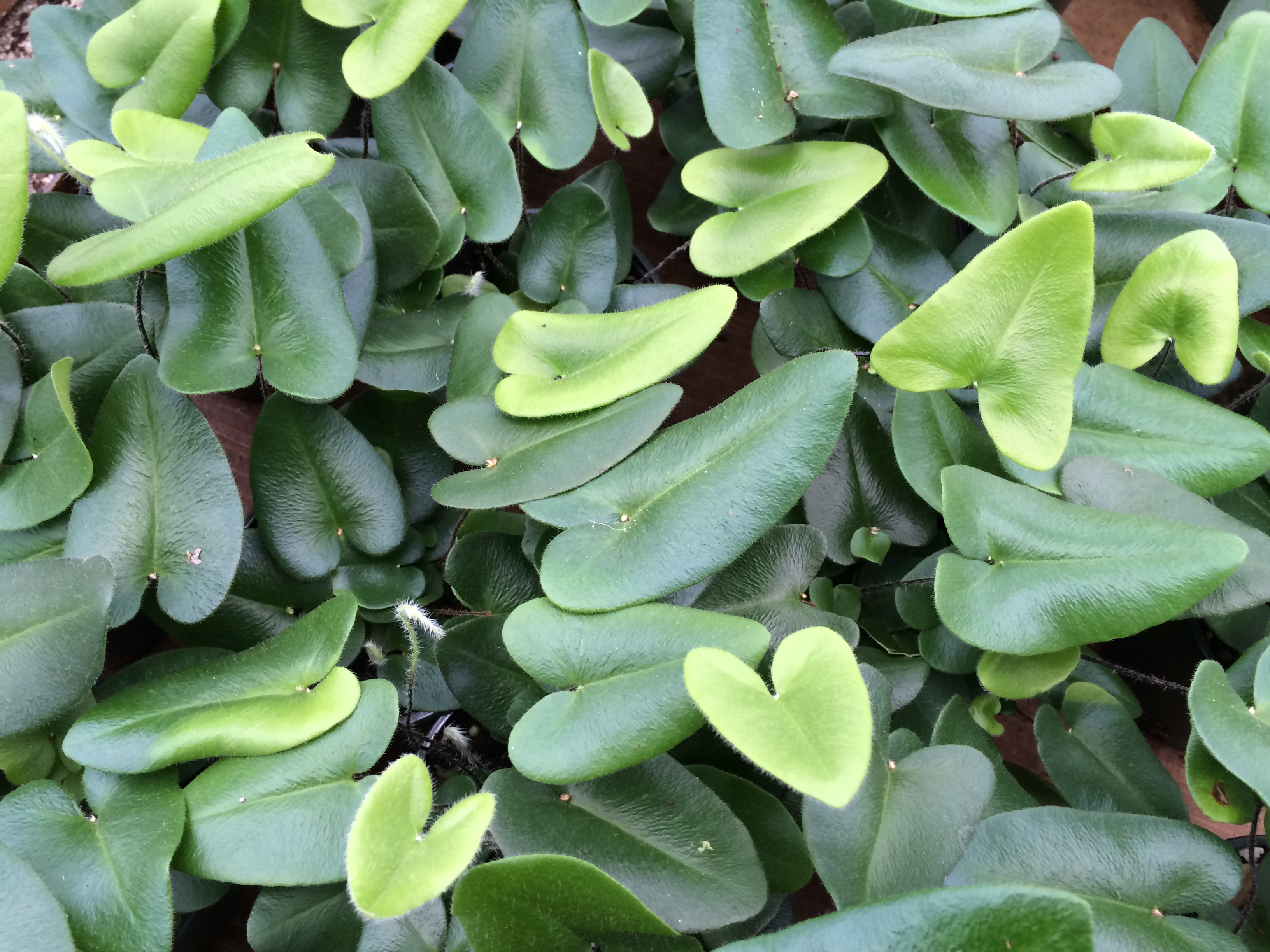 Heart Fern